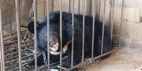 二狗爆料黑熊精的视频,黑熊精真实面目视频曝光 第3张 二狗爆料黑熊精的视频,黑熊精真实面目视频曝光 第3张